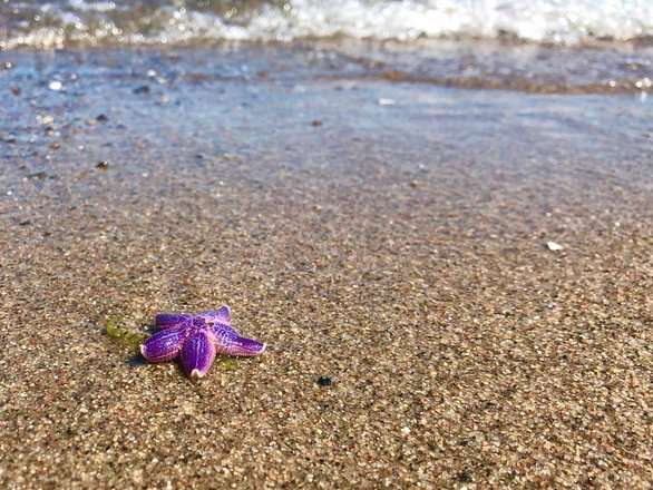 Ein lila Seestern liegt am Strand