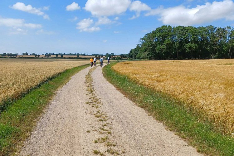 Fahrradfahrer fahren im Spätsommer einen Sandweg entlang